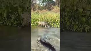 The crocodile is trying to hunt the jaguars cub crodile crocodille wildlife [upl. by Nosittam844]