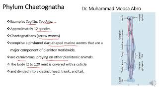 Phylum Chaetognatha [upl. by Schreibman]