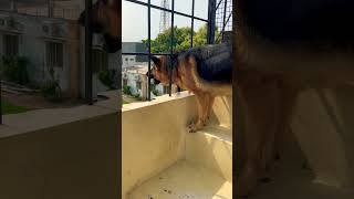 German shepherd dog barking  gsd dog barking  puppy barking  dog barking  dog voice [upl. by Acebber]