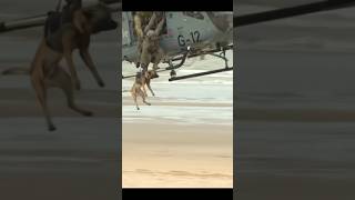 Dogtraining protection malinoislovers army germanshepherd malinois pets k9 [upl. by Ennahtebazile]