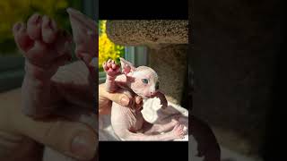 Question is are these kittens or cake kitten cat catphotography sphynx hairlesscat [upl. by Anawat]