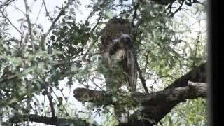 Great Horned Owls and One Coopers Hawk [upl. by Llehctim]