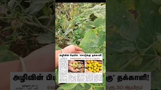 SODAKKU THAKKALI  சொடக்கு தக்காளி  பலூன் செர்ரி  agriculture vivasaayi farming tamil [upl. by Negiam101]