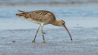 Curlew bird voice for sleep 😴Nature with relaxation [upl. by Goulette]