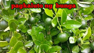 ABONO MAGPAPAHAMAK SA BUNGA AT DAHON NG CALAMANSI [upl. by Manup]