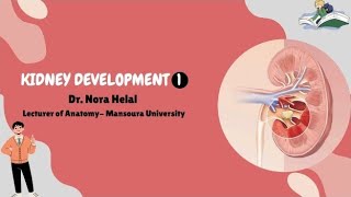 Development of the kidney part 1introduction [upl. by Happy400]