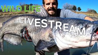 WILD LIFE LIVESTREAM [upl. by Girovard]