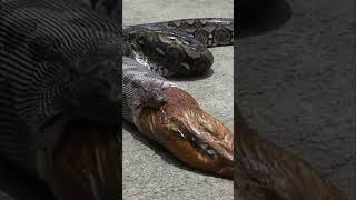 ஆபத்தான கடல் பாம்பு  Laticauda Snake Eating Eel Fish  Tamil Info Share shorts [upl. by Buehler]