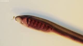 Brook Lamprey ammocoete [upl. by Ennairb732]