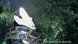 Floridaman Saves ALLIGATOR From PYTHON ATTACK REAL Everglades Contractor TRAPPER MIKE [upl. by Bazar]