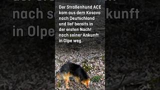 Hund lebt 20 Monate allein im Wald  Teil 1 shorts [upl. by Sanyu841]