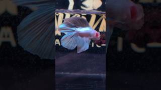 Betta Fish Veiltail Double Tail White Copper🤍 [upl. by Noirad]