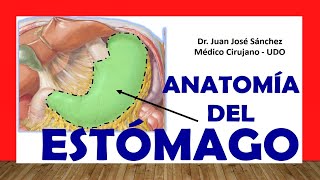 🥇 Anatomía del ESTÓMAGO Fácil Rápida y Sencilla [upl. by Ahser]