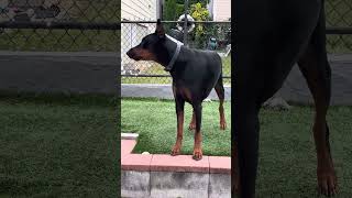 DobermanRockyy barking to play doberman dog barking play [upl. by Badr912]