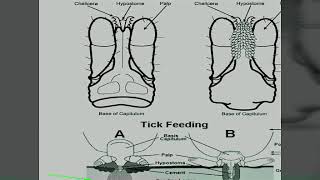 BOOPHILUS TICK [upl. by Freeman119]