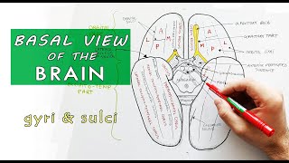 Inferior surface of the brain  Lobes Gyri Sulci  Neuroanatomy [upl. by Tol]