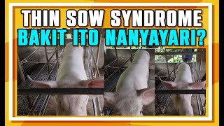 PIGGERY BUSINESS THIN SOW SYNDROME SA MGA INAHING BABOY [upl. by Moyers]