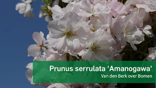 Prunus serrulata Amanogawa  Van den Berk over Bomen [upl. by Stephannie590]