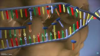 DNA translatie transcriptie en eiwitsynthese [upl. by Lecram]