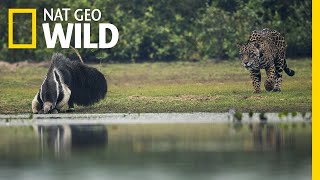 Jaguar and Giant Anteater Standoff Ends With a Twist  Nat Geo Wild [upl. by Esalb]