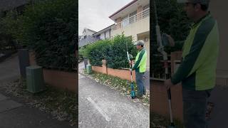 hedgetrimming gardening diy trim trimmer davidsmowingsydney explore makita reels asmr fyp [upl. by Bernstein]