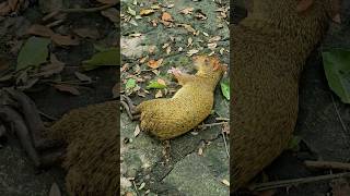 Central American agouti Playa del Carmen Mexico tropical Caribbean jungle city animal life wildlife [upl. by Dimitris236]