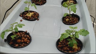 custom hydroponic setup for dwarf tomatoes [upl. by Boonie]