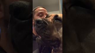 Big Boerboel love boerboel puppy shortsfeed [upl. by Loredo]