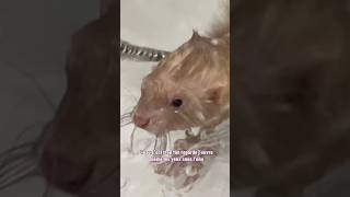 J’ai eu un poisson à la place d’un furet 🤣🫶🏻 furet furets ferret ferrets funnyvideos bath [upl. by Notserc296]