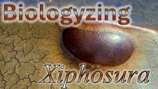 Biologyzing a Preserved Horseshoe Crab Xiphosura [upl. by Gnap960]