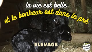 Naissance brebis la Vie est belle et le bonheur est dans le pré [upl. by Seen]