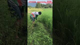 ricefield farmlifesimplelifeintheprovince youtubeshorts [upl. by Anitel372]