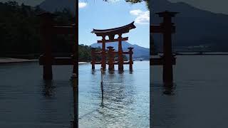 Trip to a ThousandYear Shine Miyajima Island🇯🇵日本宮島unesco shorts deer islandjapantravelasmr [upl. by Otrevire88]