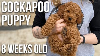 Our Cockapoo Puppy  8 Weeks Old [upl. by Artenehs]