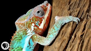 Natures Mood Rings How Chameleons Really Change Color  Deep Look [upl. by Sixele]