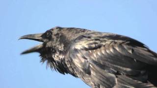 Common Raven Crowing [upl. by Vinia]