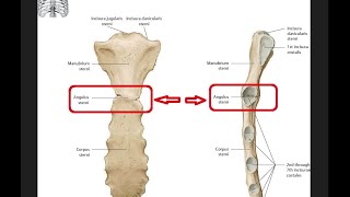 Angulus sternum formohet nëpërmjet [upl. by Perle]