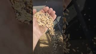 Cleaning triticalehairy vetch seed mix with the AllCrop 60 cover crops [upl. by Tnattirb745]