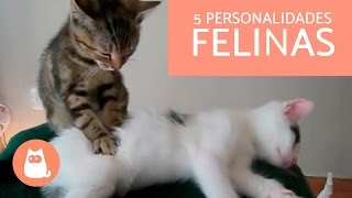 5 Personalidades Felinas 🐱 Conheça o seu gato [upl. by Tini634]