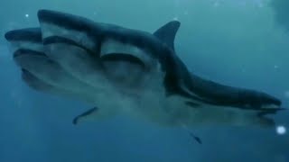 5Headed Shark Attack 2017  5 Headed Shark Screen Time [upl. by Graehme]