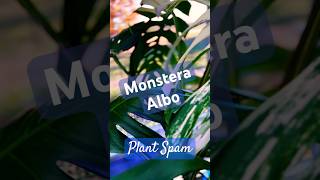 Monstera Albo plantspam plantshorts monsteraalbo houseplants monstera plantchannel shortspage [upl. by Weitzman841]