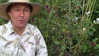 Growing Edible Purple Mallow and Saving its Cheezy Seeds [upl. by Itsrejk]