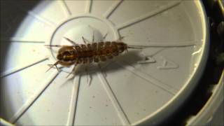 adult asellus aquaticus waterlouse aquatic sowbug very sharp closeup  Ausgewachsene Wasserassel [upl. by Nawyt]