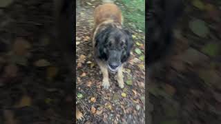 Garderie pour chiens  pension canine isere leonberger boxerberger allemand [upl. by Kirimia]