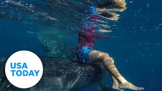 Watch Snorkeler catches a ride from a massive whale shark  USA TODAY [upl. by Merow]