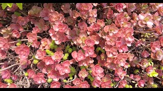 GVSU Rooftop Gardens [upl. by Mota]