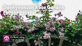 4K Daehyeonsan Rose Garden  대현산 장미원  Travel Vlog  모리슨 영상여행 [upl. by Virgilio]