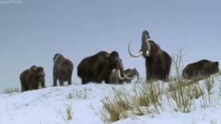 ICE AGE Walking With Beasts BBC [upl. by Meeka]