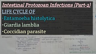 Intestinal Protozoan InfectionsPart2  Life cycle of E histolytica Glamblia Coccidian parasit [upl. by Ingold]