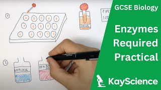 Enzymes Required Practical  GCSE Biology  kaysciencecom [upl. by Llehcnom]